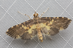 Nacoleia