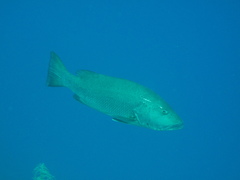 Lutjanus cyanopterus