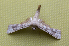 Opula lepida