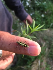 Tanyochraethes clathratus