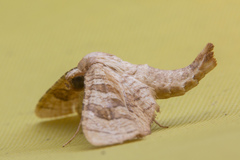 Opula lepida