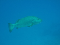 Lutjanus cyanopterus