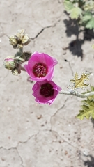 Sphaeralcea mendocina