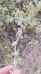 Sphaeralcea mendocina
