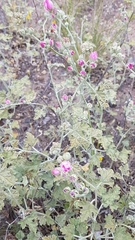 Sphaeralcea mendocina