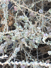 Caroxylon tetrandrum