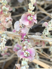 Caroxylon tetrandrum