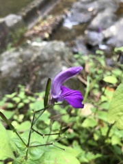 Brillantaisia