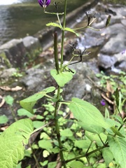 Brillantaisia