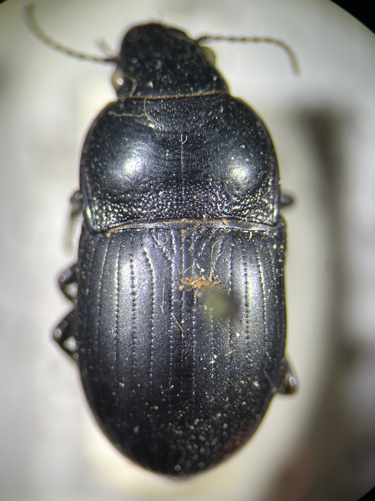 Zabrus incrassatus