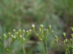 Oxypolis ternata