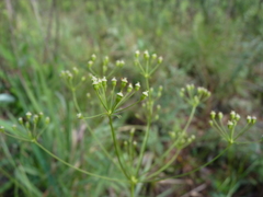 Oxypolis ternata