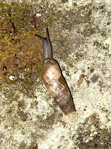 Rumina decollata