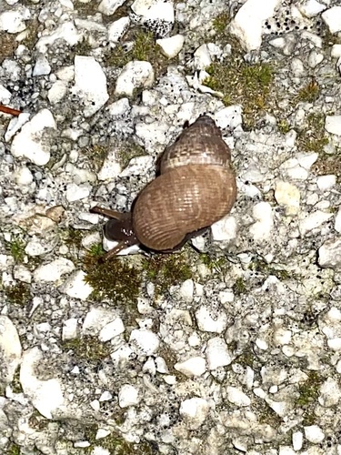 Pomatias elegans