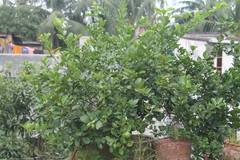 Citrus × aurantiifolia