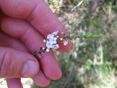 Epacris pauciflora