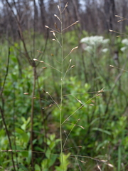 Sporobolus teretifolius