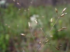 Sporobolus teretifolius