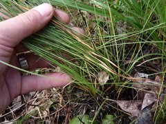 Sporobolus teretifolius