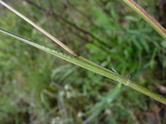 Paspalum praecox