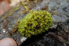 Ulota obtusiuscula