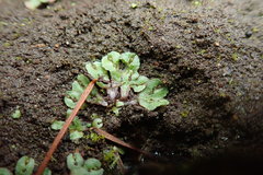 Mannia gracilis