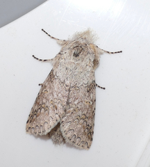 Rifargia cassandra