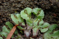 Mannia gracilis