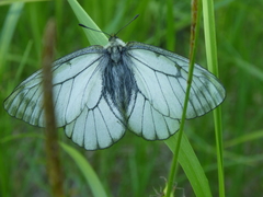 Parnassius stubbendorfii