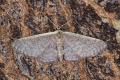 Idaea costaria