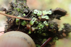 Mannia gracilis