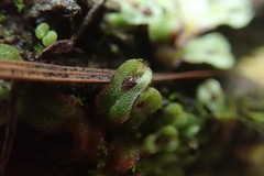 Mannia gracilis