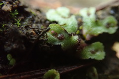 Mannia gracilis