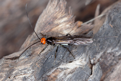 Callibracon capitator