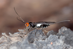 Callibracon capitator