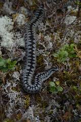 Vipera berus berus
