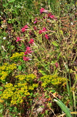 Nicotiana × sanderi