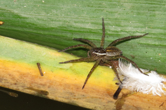 Diapontia uruguayensis