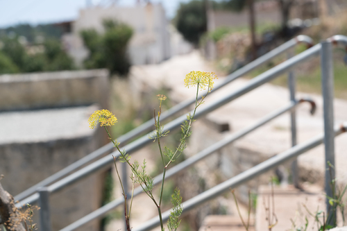 False Fennel (Ridolfia segetum)