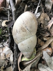 Megalobulimus oblongus