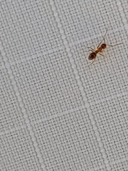 Nylanderia terricola