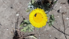 Hysterionica