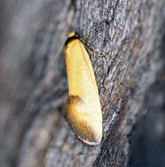 Delexocha ochrocausta