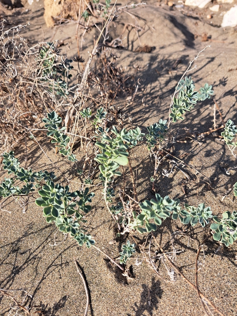 Erba medica delle spiagge