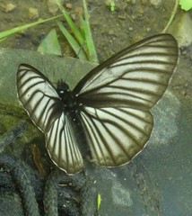 Aldania raddei