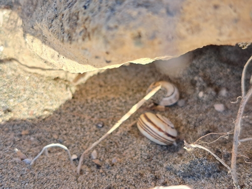 Mittelmeer-Sandschnecke