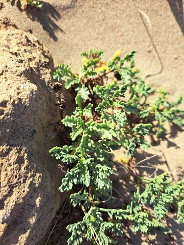 Sea Chamomile