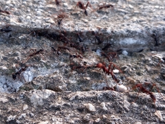 Eciton burchellii parvispinum