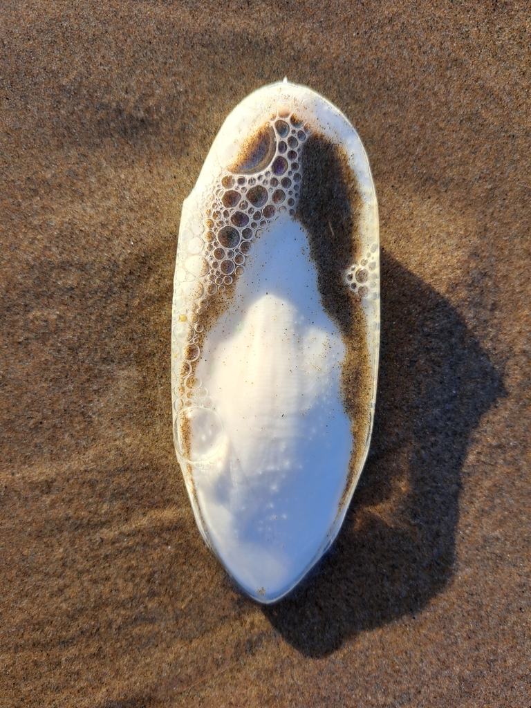 European Common Cuttlefish