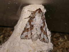Disphragis tharis